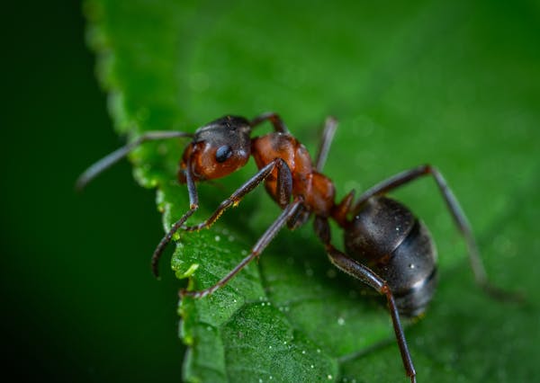 Fire Ant Control